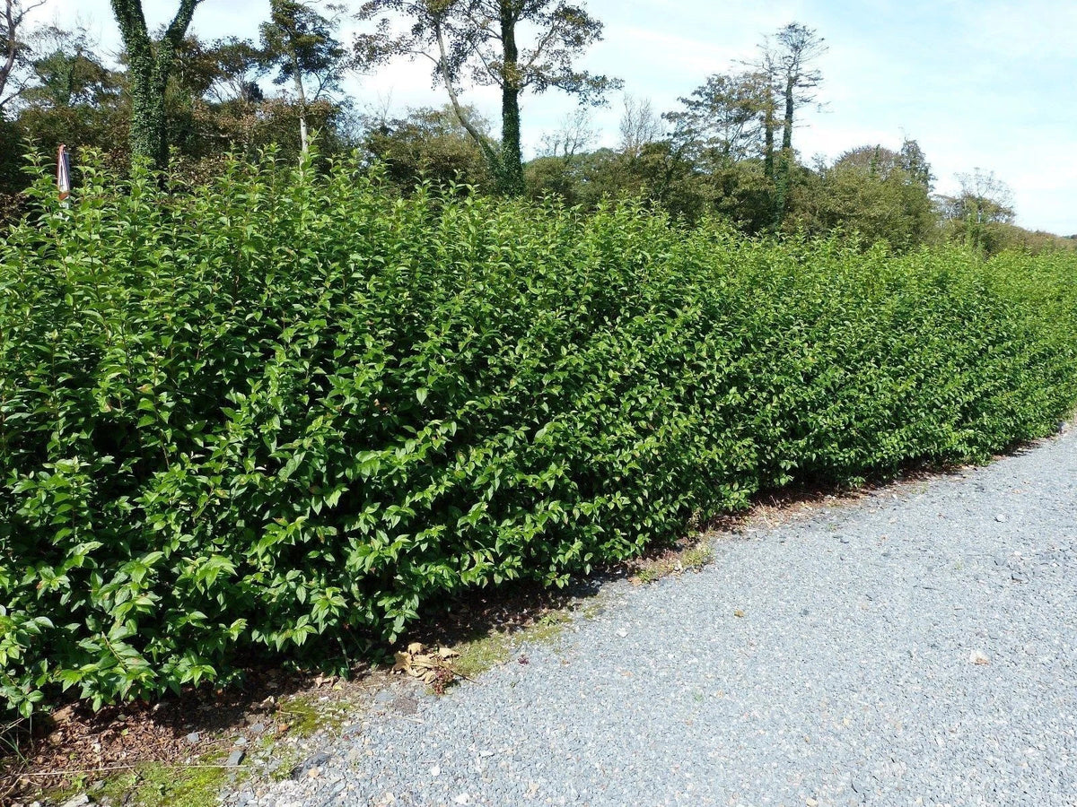 600 Green Privet Plants 3-4ft Tall, Evergreen Hedging, Grow a Quick, Dense Hedge — main product view