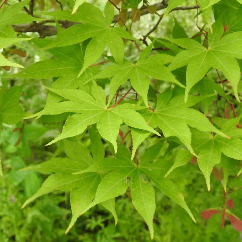 Acer palmatum 'Osakazuki', Japanese Maple Deciduous Garden Plant Tree In Pot — alternate product view 3