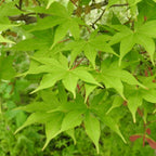 Acer palmatum 'Osakazuki', Japanese Maple Deciduous Garden Plant Tree In Pot — alternate product view 3