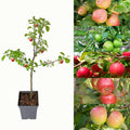 Patio Apple Tree - Mixed Varieties - Patio Fruit Tree 2-4ft in 5 Litre Pot — main product view