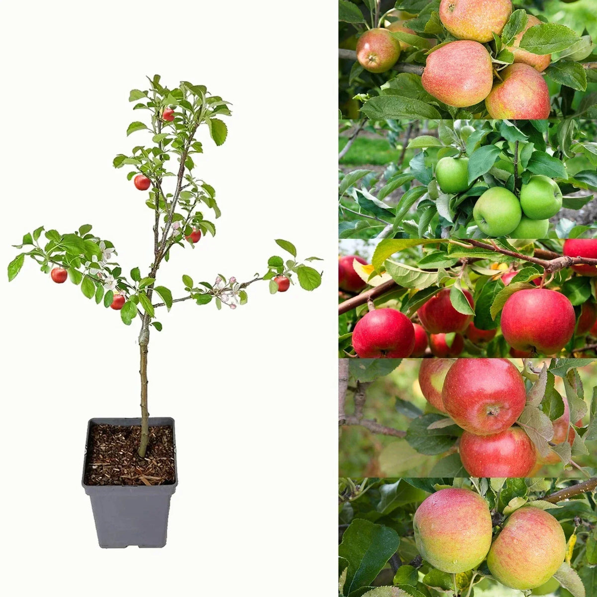 Patio Apple Tree - Mixed Varieties - Patio Fruit Tree 2-4ft in 5 Litre Pot — main product view