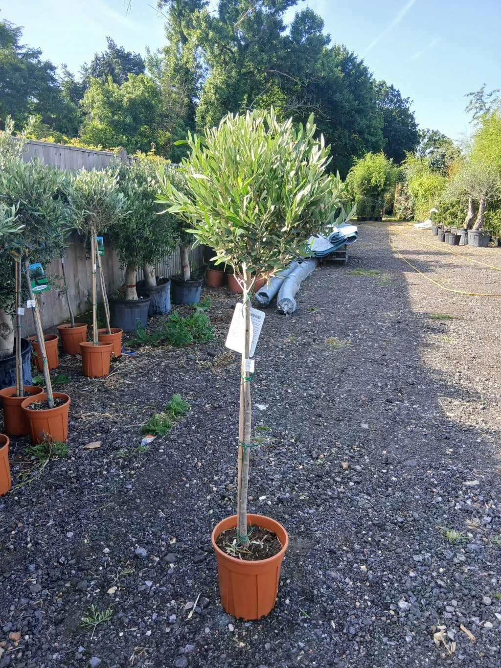 A pair of Standard Olive Trees approx.90cm inc.pot — alternate product view 2