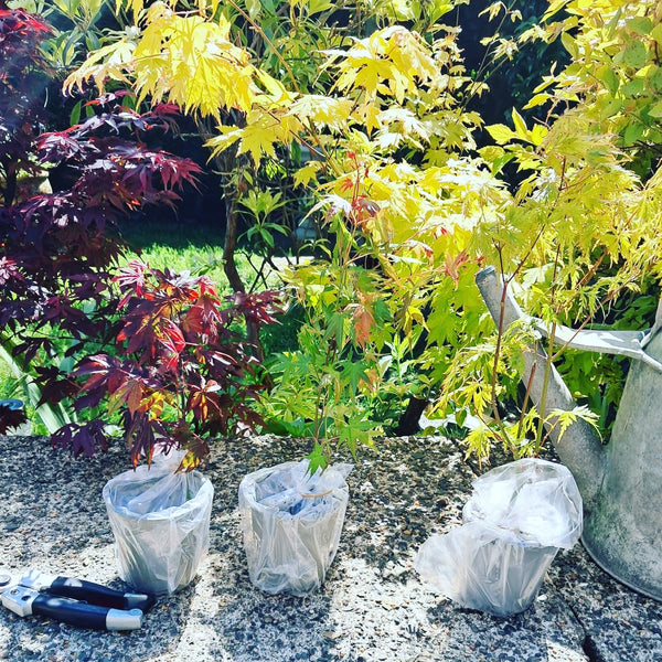 3 x Acer Plant Collection - 11cm Pots - Vars Atropur- pureum - Orange Dream — alternate product view 2
