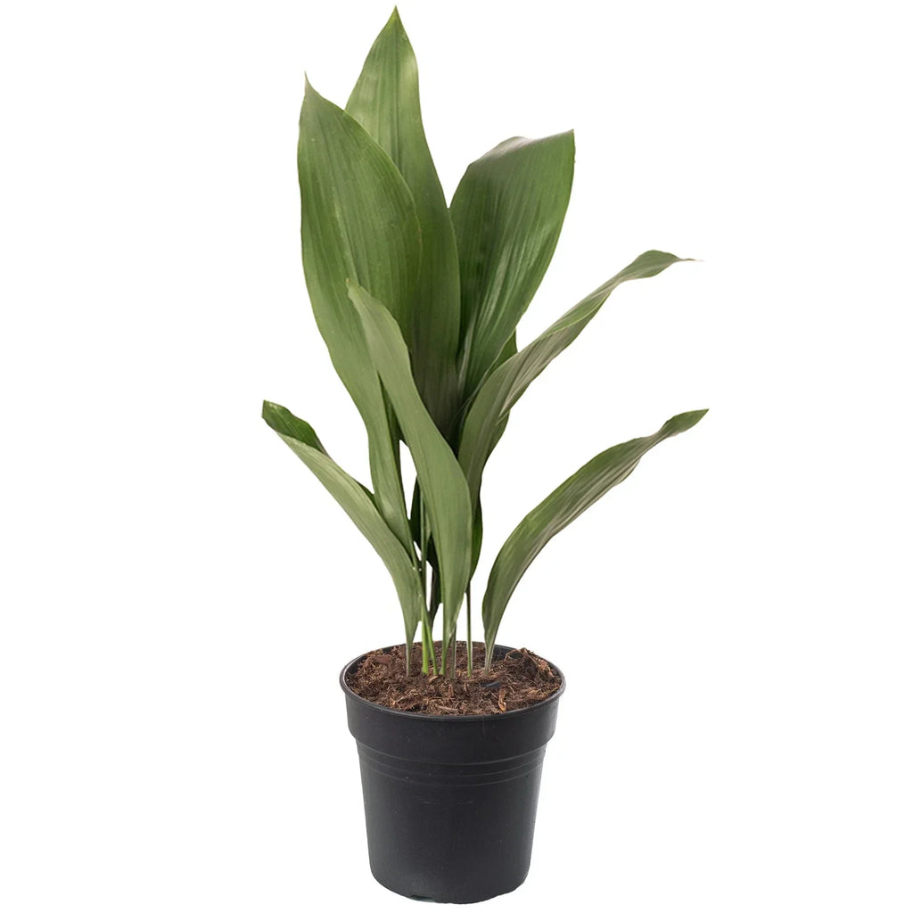 Cast Iron Plant Aspidistra Elatior Indoor House Plants Evergreen Tall Exotic — on a clean white background