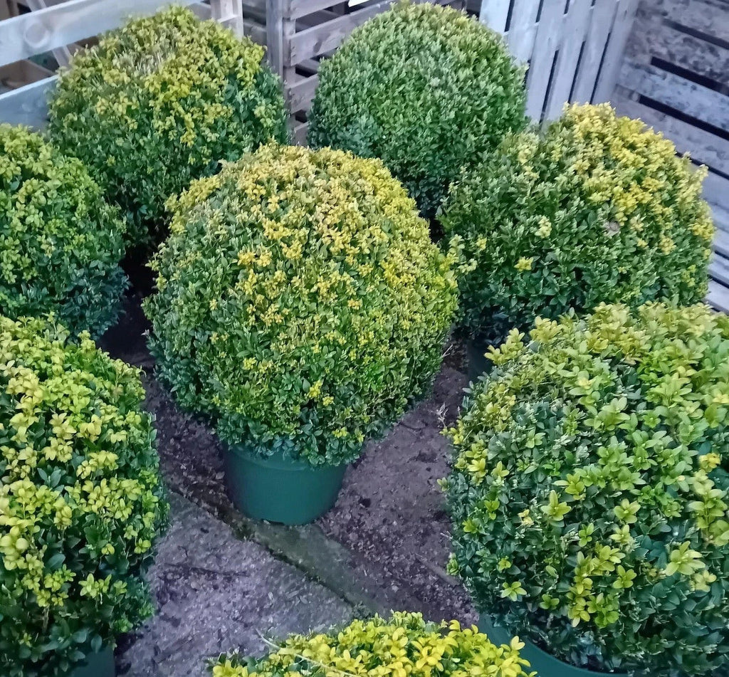 Buxus sempervirens (common box) topiary ball 45-50cm diameter — alternate product view 3