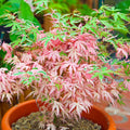 Acer Iyoshi Deciduous Japanese Maple Tree for Patio Garden Ready in Plant 20-30cm incl. Pot — main product view