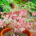 Acer Iyoshi Deciduous Japanese Maple Tree for Patio Garden Ready in Plant 20-30cm incl. Pot — main product view