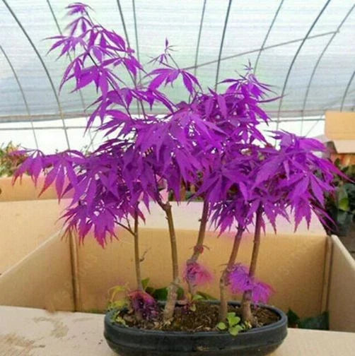 Seeds Purple Ghost Japanese Maple Bonsai Tree — main product view