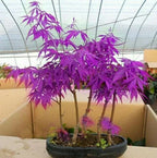 Seeds Purple Ghost Japanese Maple Bonsai Tree — main product view
