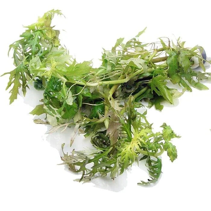Hygrophila Difformis (5x) Water Wisteria Live Aquarium Plant Tropical — alternate product view 5