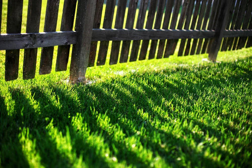 1kg Premium Shade Grass Seed - Ultra shade tolerant, luxury seed — alternate product view 2