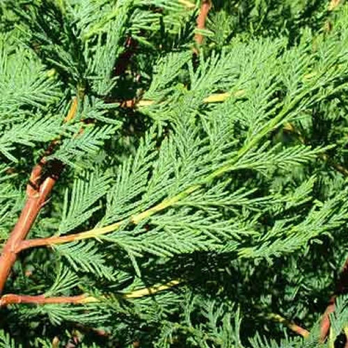2-3ft Leylandii Green Evergreen Hedging Conifers 2ltr Pots — alternate product view 2