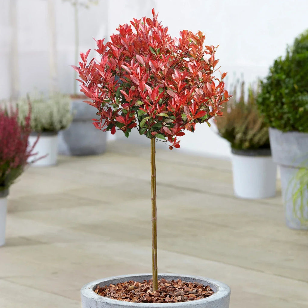Photinia 'Little Red Robin' Standard Tree 70-80cm — main product view