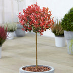 Photinia 'Little Red Robin' Standard Tree 70-80cm — main product view