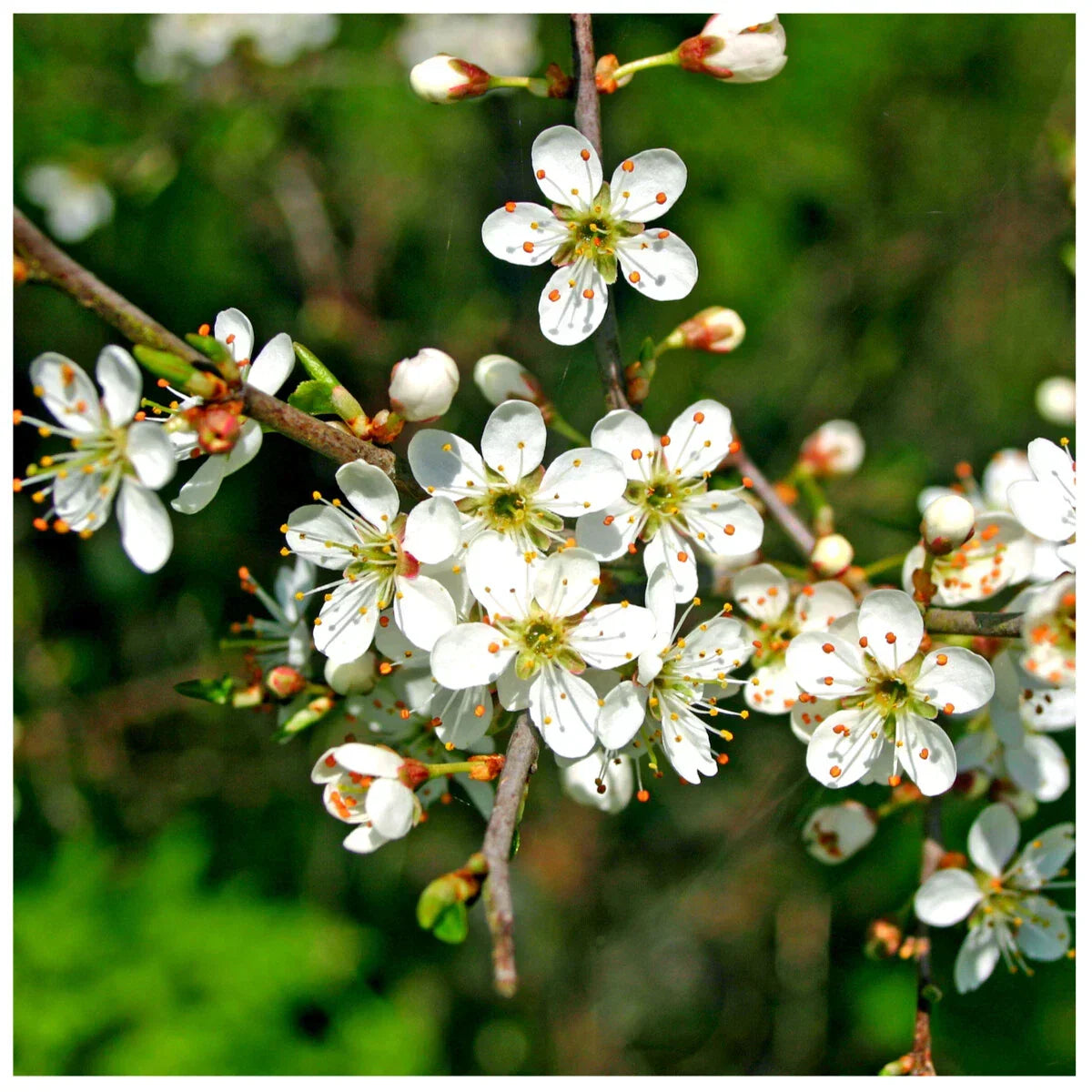 25 Blackthorn Hedging 2-3ft, Prunus Spinosa,Native Flowering Sloe Berry Hedge — alternate product view 3