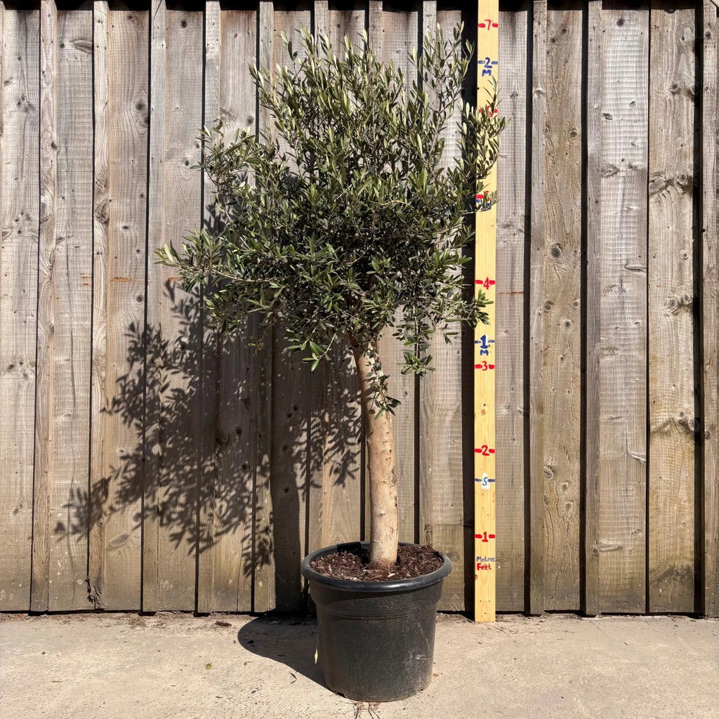 Thick Stem Olive Tree - L — alternate product view 2