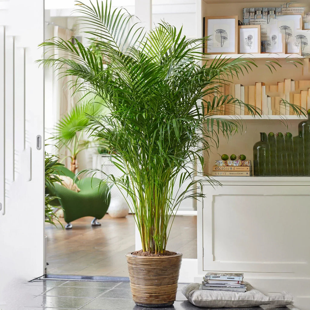 Areca Palm Large Indoor House Plant Real Tropical Exotic Evergreen Tall — alternate product view 2