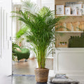Areca Palm Large Indoor House Plant Real Tropical Exotic Evergreen Tall — alternate product view 2