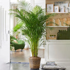 Areca Palm Large Indoor House Plant Real Tropical Exotic Evergreen Tall — alternate product view 2