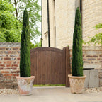 Pair of Italian Cypress Trees Ornamental Ever- green Shrubs, 2 sizes — alternate product view 8