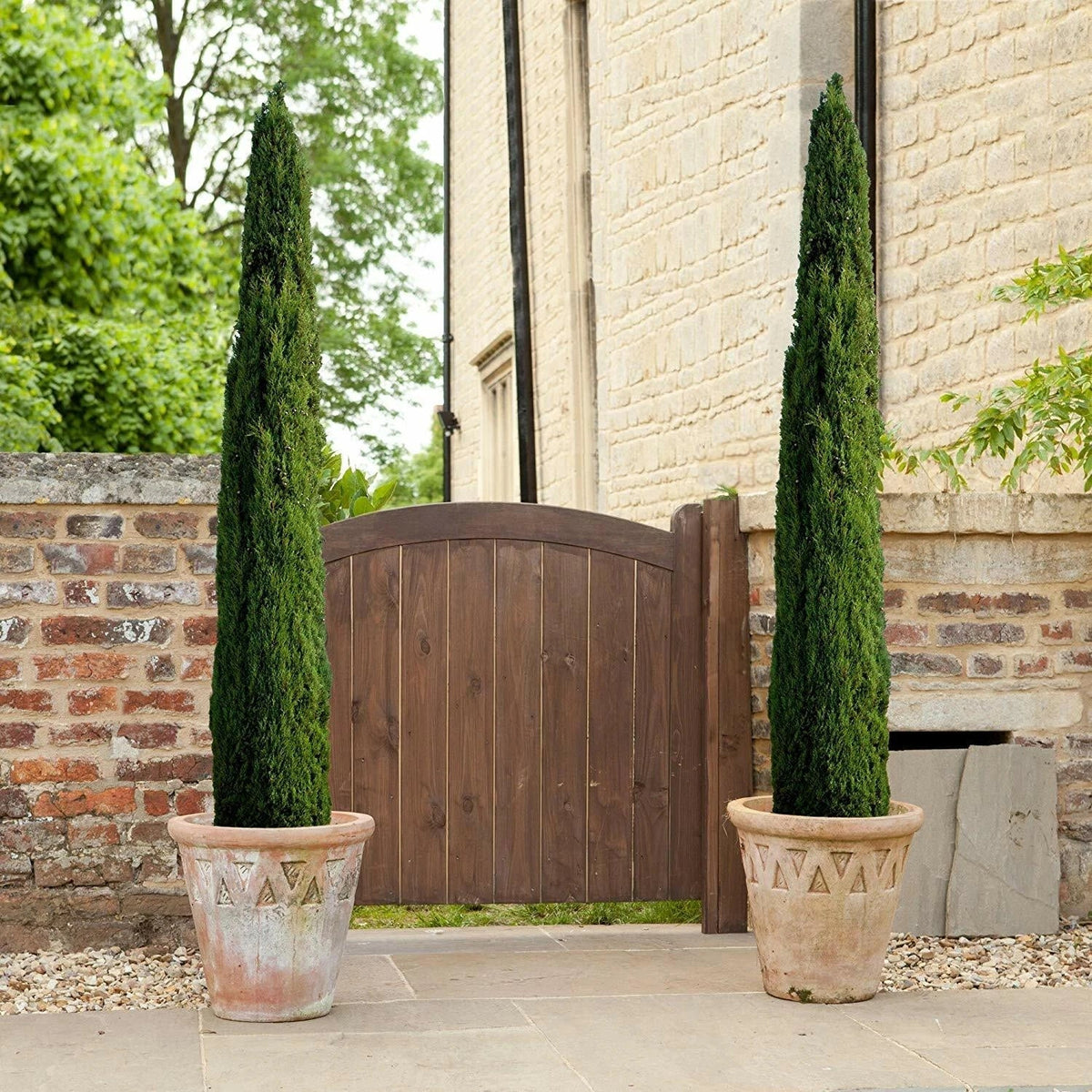 Pair of Italian Cypress Trees Ornamental Ever- green Shrubs, 2 sizes — alternate product view 8