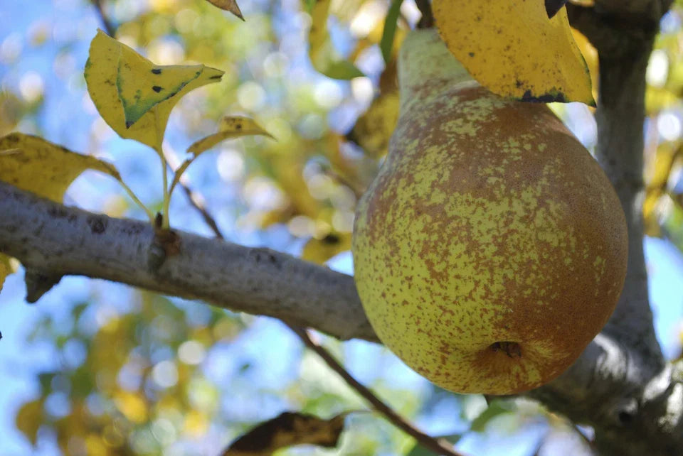 Conference Pear Tree 4-5ft Tall, Self-Fertile & Heavy Cropper, Ready to Fruit — alternate product view 4