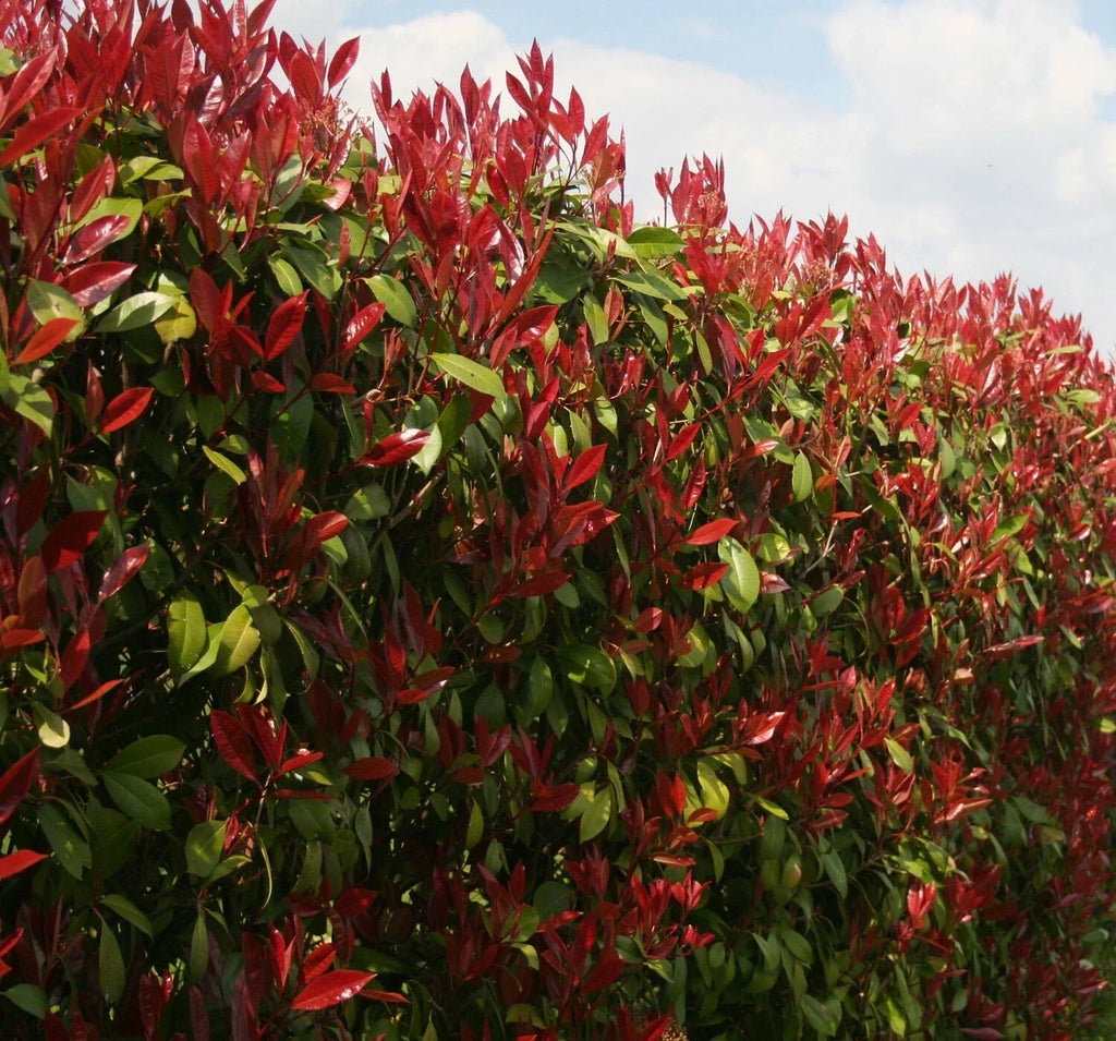 Photinia Red Robin Evergreen hedge plants hardy bare root hedging — alternate product view 3