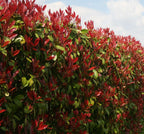 Photinia Red Robin Evergreen hedge plants hardy bare root hedging — alternate product view 3