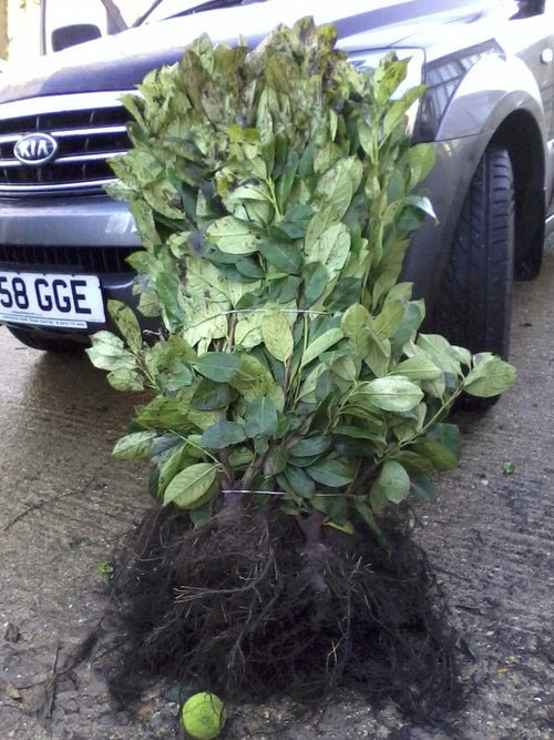 10 Cherry Laurel Evergreen bare root hedge plants 60-90cm (2-3ft) — main product view