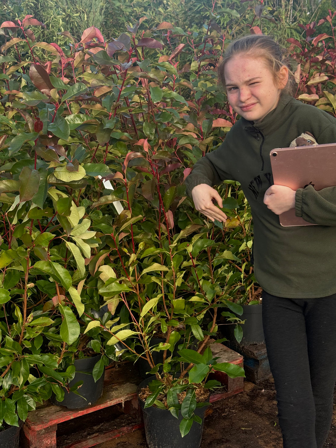 25x Photinia ‘Carre Rouge’ 90-100cm 10lt — main product view