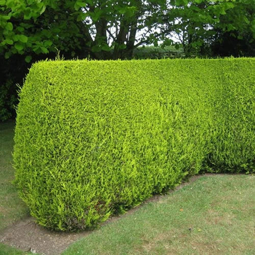 10X Leylandii Gold — Evergreen Conifer Hedging 30-60CM — alternate product view 2