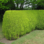 10X Leylandii Gold — Evergreen Conifer Hedging 30-60CM — alternate product view 2