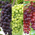 3 x Grape Vine Plant Mix - Garden Climbing Fruit Plant Grow Your Own Grapevine — main product view