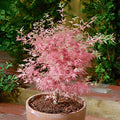 Acer palmatum Taylor - Japanese Maple — Large Outdoor Garden Ready Tree in Pot — main product view
