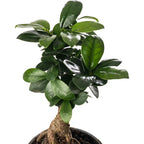 Ficus Ginseng Bonsai Tree Tall Indoor Plants Exotic Large Trees For Your Home — alternate product view 3