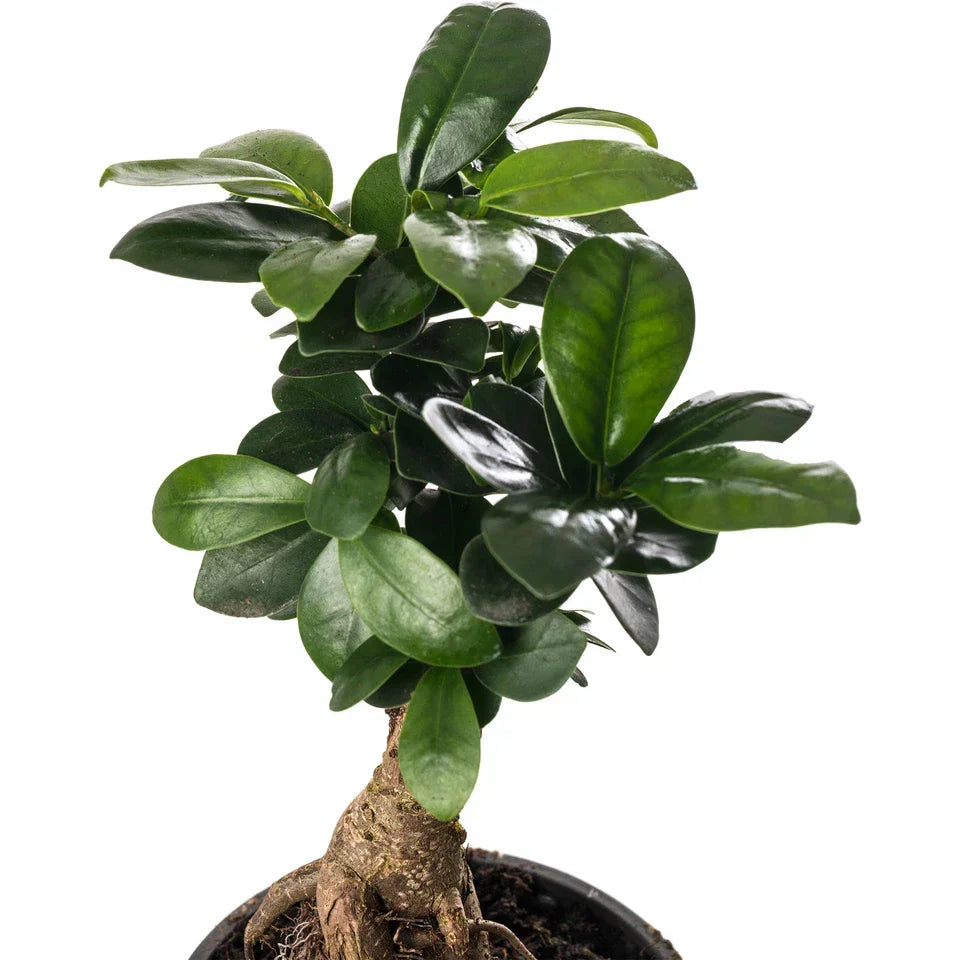 Ficus Ginseng Bonsai Tree Tall Indoor Plants Exotic Large Trees For Your Home — alternate product view 3