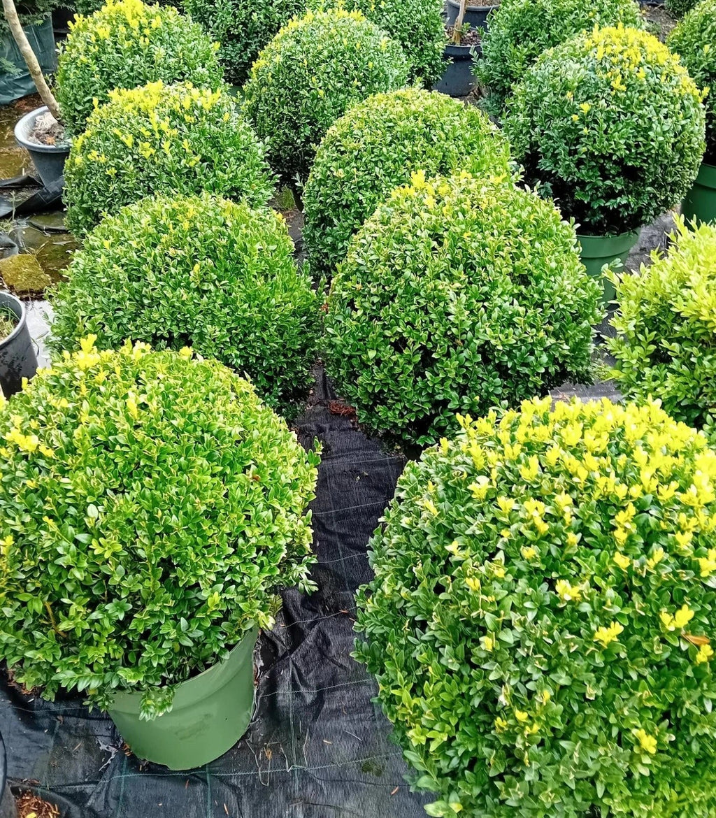Buxus sempervirens (common box) topiary ball 45-50cm diameter — alternate product view 2