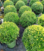 Buxus sempervirens (common box) topiary ball 45-50cm diameter — alternate product view 2