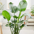 Strelitzia nicolai — 35-45cm Potted White Bird of Paradise — Indoor Plant Gift — alternate product view 3