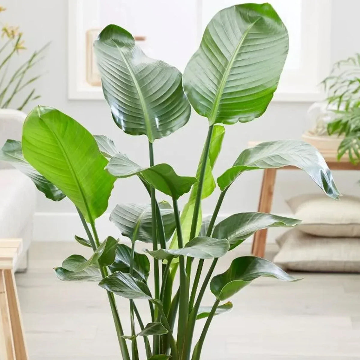 Strelitzia nicolai — 35-45cm Potted White Bird of Paradise — Indoor Plant Gift — alternate product view 3