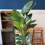 Strelitzia nicolai — 35-45cm Potted White Bird of Paradise — Indoor Plant Gift — alternate product view 2