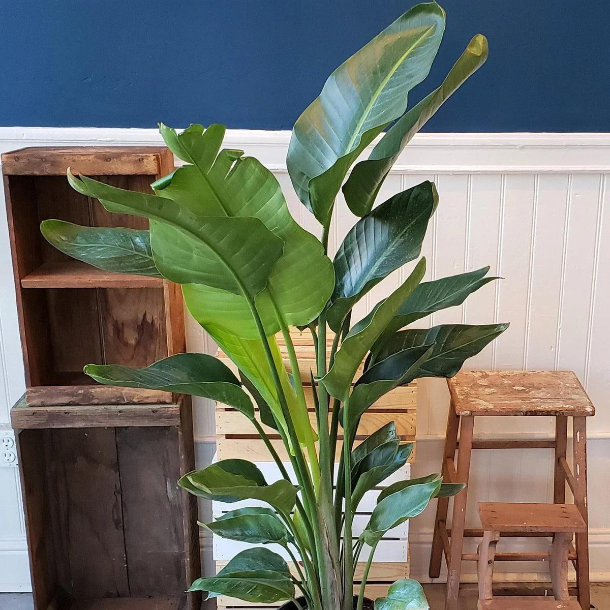 Strelitzia nicolai — 35-45cm Potted White Bird of Paradise — Indoor Plant Gift — alternate product view 2