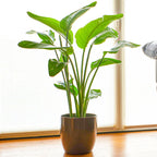 Strelitzia nicolai — 35-45cm Potted White Bird of Paradise — Indoor Plant Gift — main product view