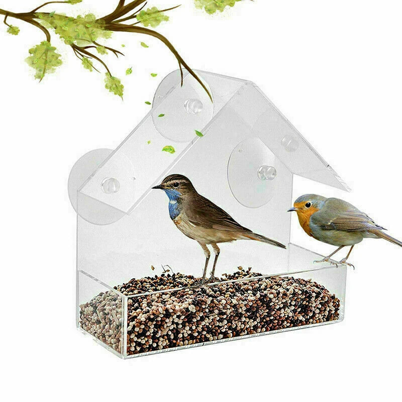 Clear window bird feeder attached with suction cups